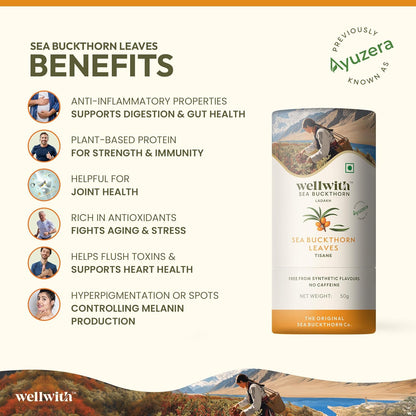 Wellwith by Ayuzera Sea Buckthorn Raw Leaves Tea, Good For Skin and Immunity, For a Healthy Lifestyle - Himalayan Herbal Tea - Pure & Natural (250g)