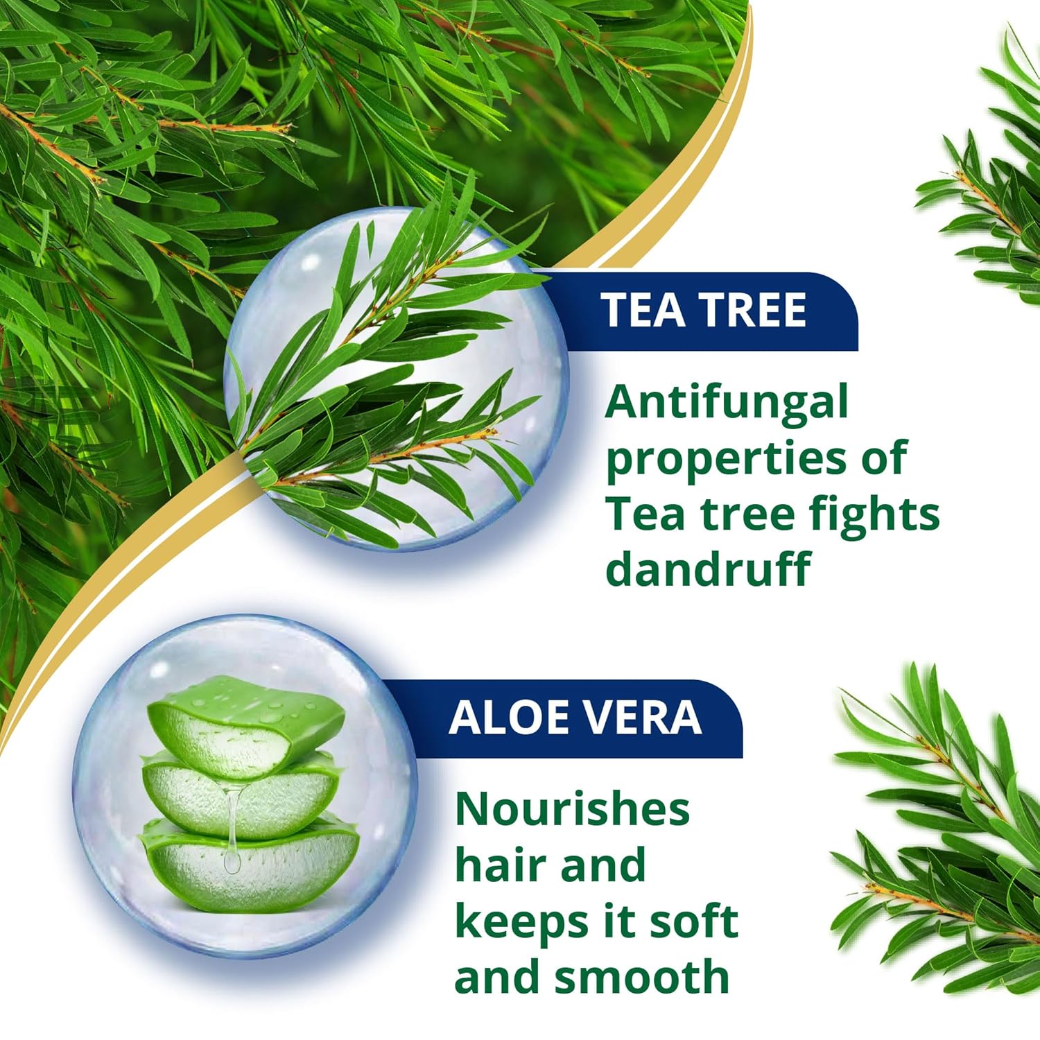 Tea tree and aloe vera with text on antifungal properties and hair care benefits.