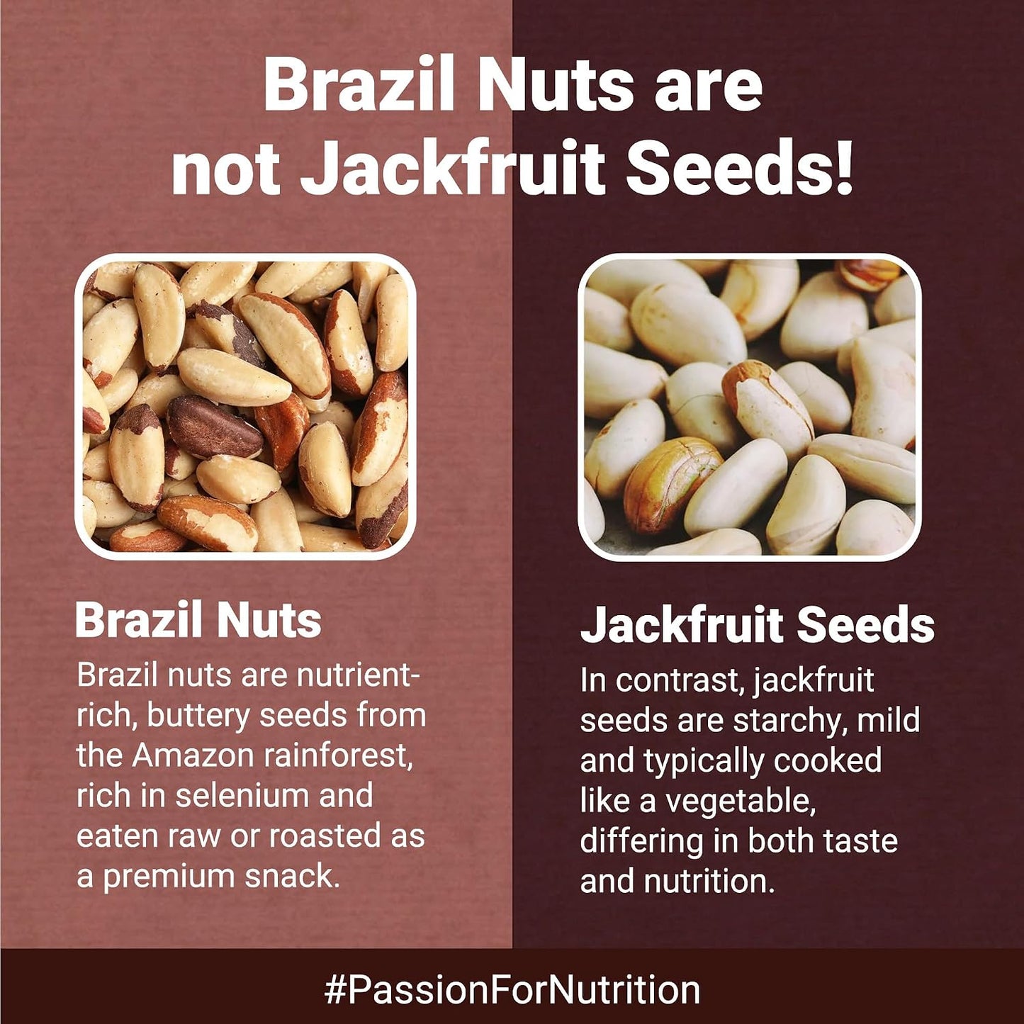 Nutraj Brazil Nuts Roasted 100g Pouch | No Added Preservatives | Handpicked & Exotic | Raw & Unsalted Natural Whole