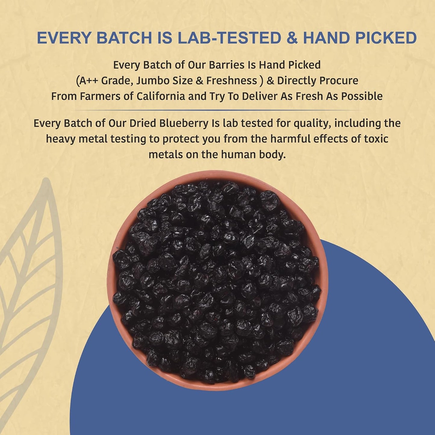 Nutty Organics No Refined Sugar Dried Blueberry, 100Gram, No Additives, 100% Pure & Healthy Snack For All Age (Dried Fruit)