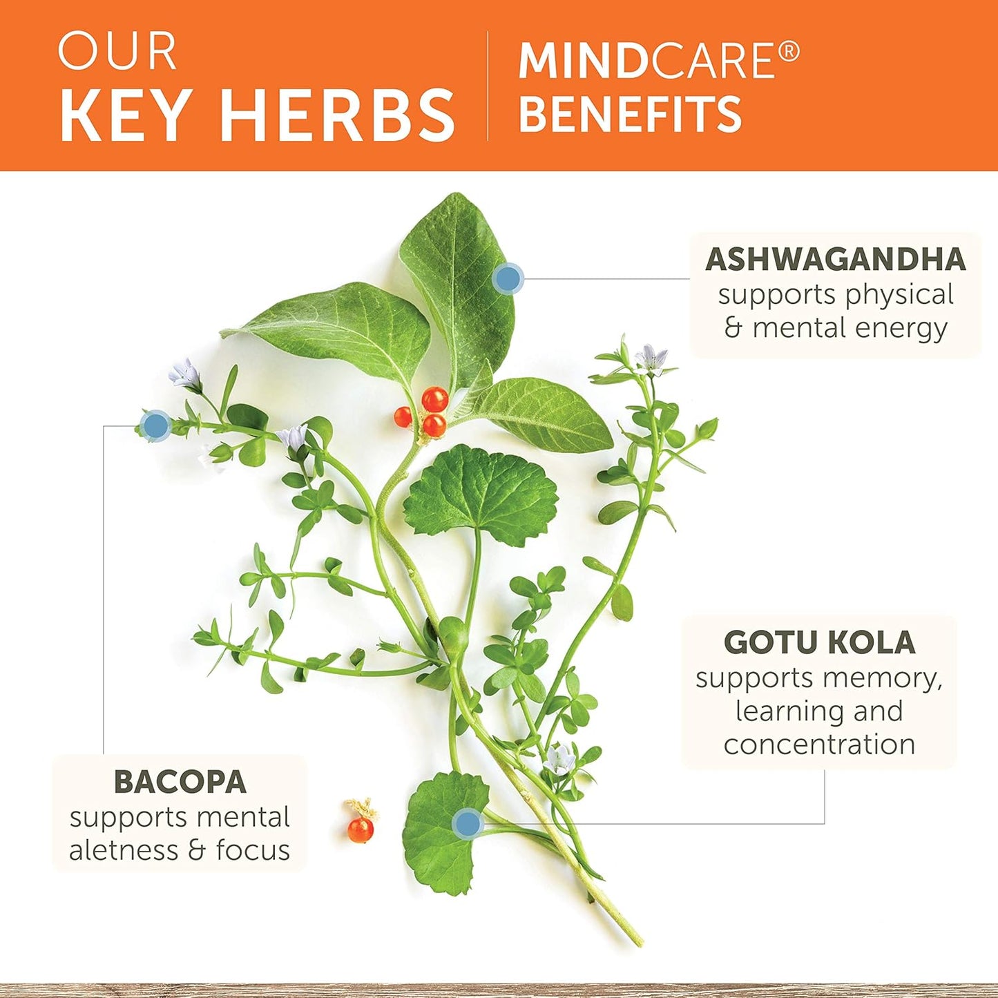 Key herbs with MindCare benefits on a white background