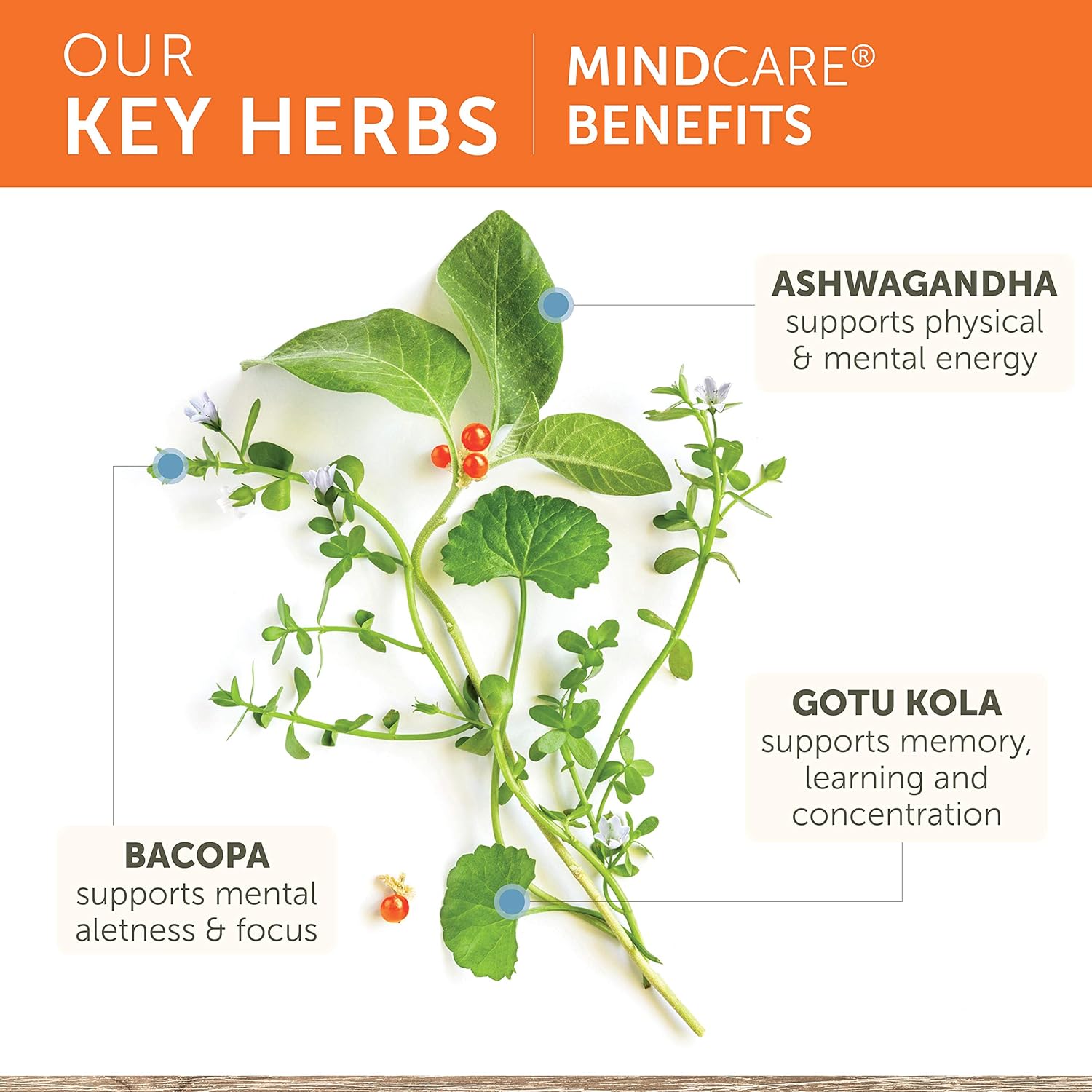 Key herbs with MindCare benefits on a white background