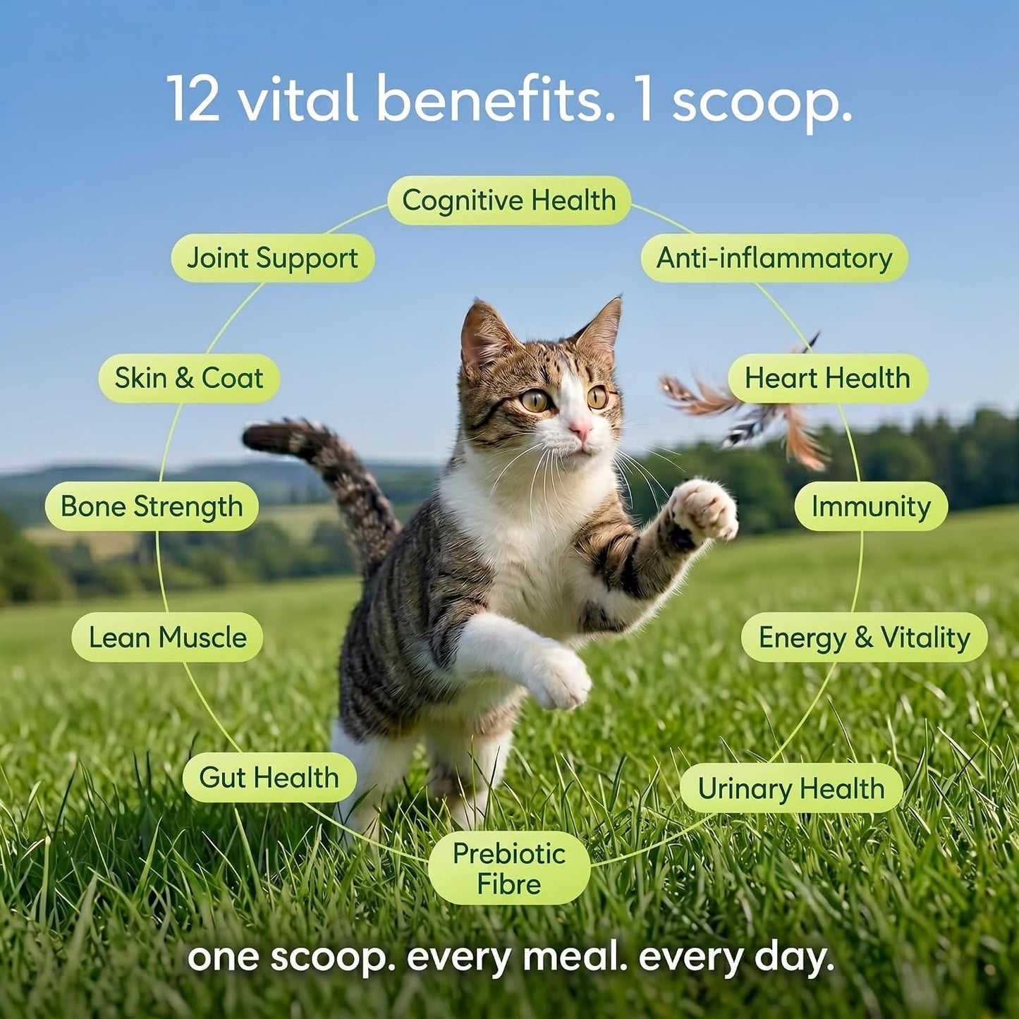 Whisker and Wilde Daily Cat Supplement | Probiotics, Omega-3, Multivitamin, Taurine | Supports Gut, Urinary, Skin & Coat, Joint & Immunity Health, Human-Grade Chicken, All Life Stages, 300g