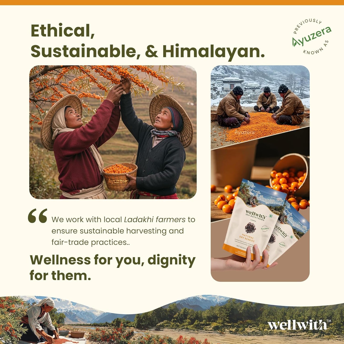 Wellwith by Ayuzera Sea buckthorn Dry Berry 100g – Natural, Sun-Dried, Rich in Omega 3,6,7 and 9, & Vitamin C, E | Dried Seabuckthorn Berries | No Added Sugar or Preservatives
