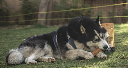 Dogsee Chew Bars, 100% Natural Himalayan Cheese Based Dental Chews for Dogs (Large Bars Pack of 1)