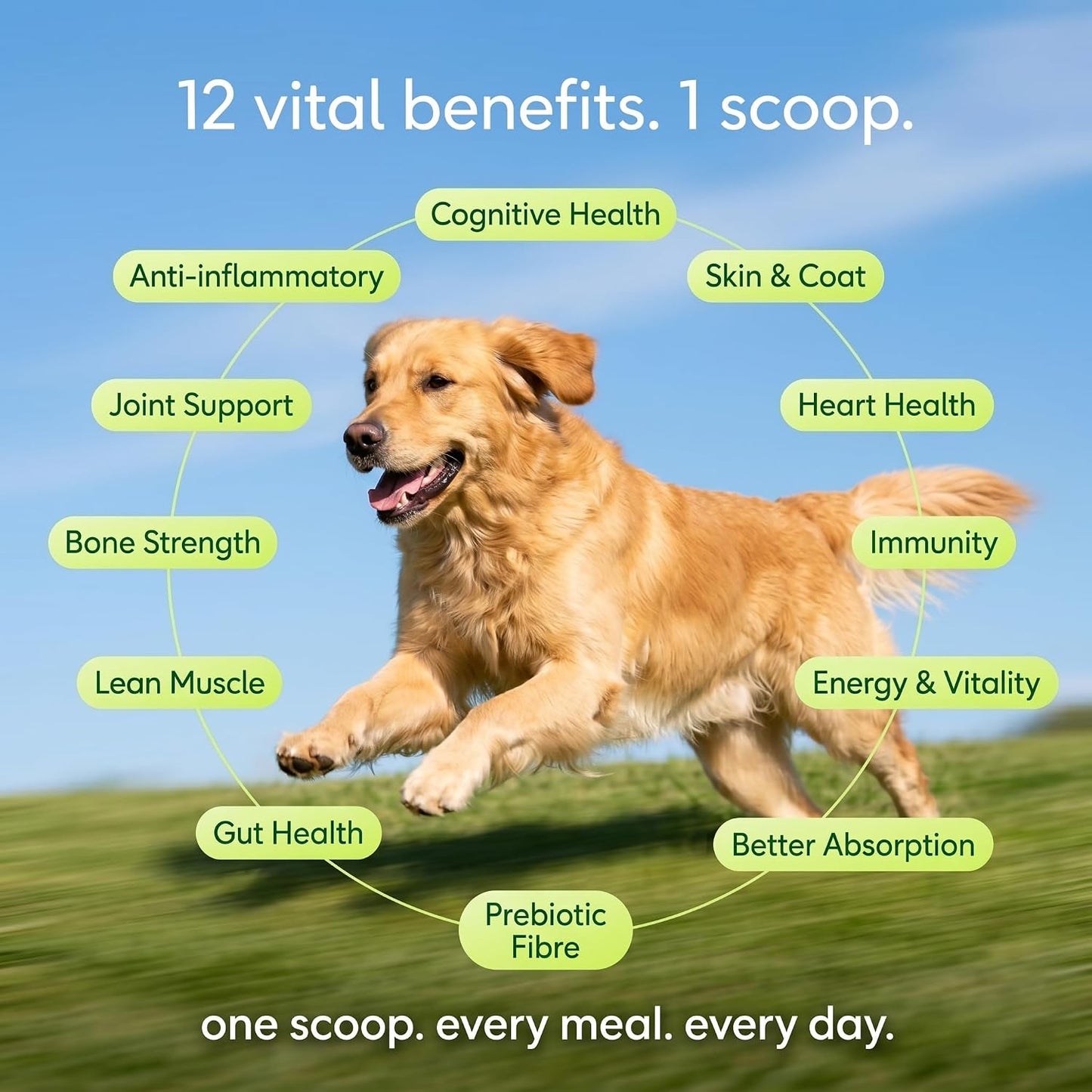 Whisker and Wilde Daily Dog Supplement | Probiotics for Dogs | Supports Gut Health, Joint Health, Skin and Coat | Multivitamin | 12-in-1 Vet-Formulated | Glucosamine + Chondroitin | Omega-3 | 300g