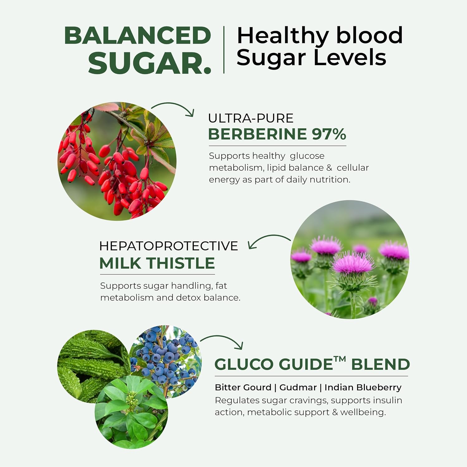 Health supplement product with ingredients for balanced sugar levels on a white background