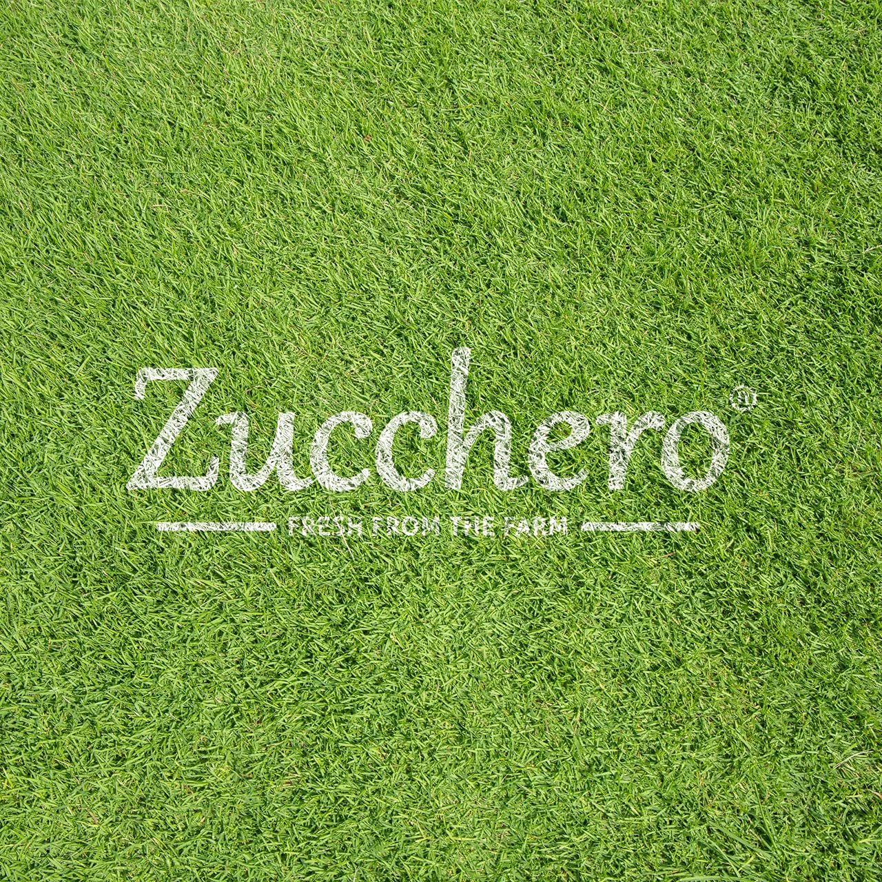 Zucchero Roasted Premium Sunflower Seed, Salted, Flavorful | Healthy Fat | Dry Roasting | Oil-Free| Slow baked Seeds