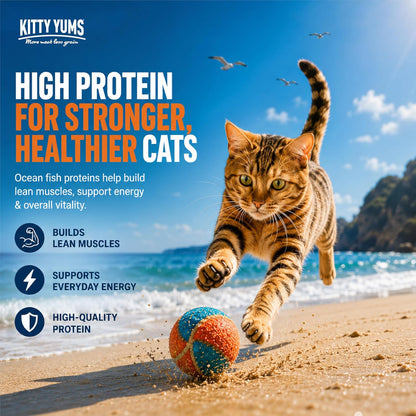 Kitty Yums Adult (+1 Year) Dry Cat Food 1.2kg Pack | Ocean Fish Flavour | Develop Strong Bones | Healthy Skin & Coat | Supports Digestive System | Maintains a Healthy Heart