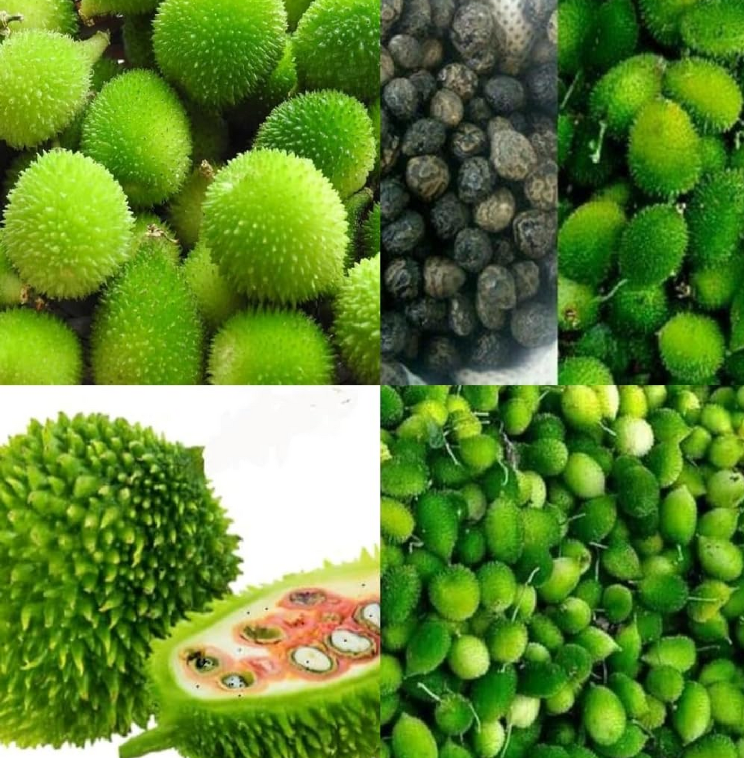 Kantola seeds desi bez, Kankoda Hybrid Kakadi Spiny gourd seeds pach of 10