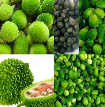 Kantola seeds desi bez, Kankoda Hybrid Kakadi Spiny gourd seeds pach of 10